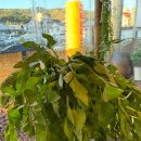 관동로 | 김해 장유미나리삼겹살 야장 분위기 율하돼지 솔직 후기