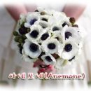 아네모네 (Anemone) - 01 (수정) 이미지