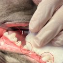 행복튼튼동물병원 이미지