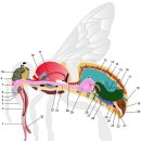벌의 분비선 이미지