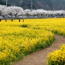 맹방관광지 이미지