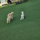 털로 덮인 친구들 | 목동 털로덮인친구들 펫파크 200평 루푸탑 애견카페 방문 후기