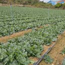 으뜸초등학교 이미지