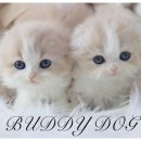 버디독 강아지분양 고양이분양 안심분양센터 인천점 이미지