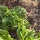 詩가 된 풍경 | 詩가 된 풍경 5-<디키탈리스>