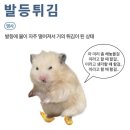 달로간코끼리