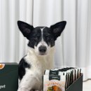 와즈펫(wispet) | 와즈펫 강아지 화식, 상온보관 가능한 화식사료 한 달 급여 후기