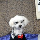스튜디오펫플