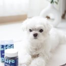 이로운약국 | 동물병원 입점 강아지 다리떨림 관절 슬개골 영양제 후기