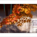 마곡사4 이미지