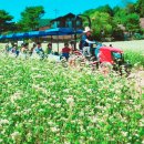 강원 봉평 메밀꽃축제(1박2일)좌석배치(9월7일~8일) 이미지