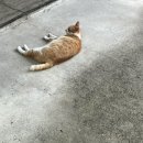 오동나무민박 이미지