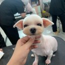 이현경애견미용학원 이미지