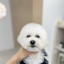 하리몽 이미지