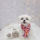 멍냥살롱 이미지