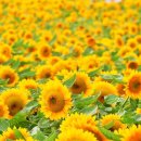 로망스 파크 네이버블로그