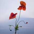 들길 따라서 이미지