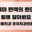 포유치과의원 네이버블로그
