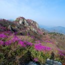 진달래화원 이미지