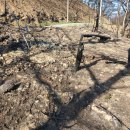 의성 안평의 산불확산으로 청송 영덕의 피해 모습 5 이미지