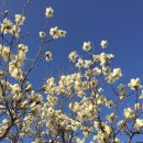 1253 | #1253.목련 후기-복효근