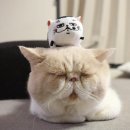 바닐라헤어 - 사천시 | 바닐라헤어