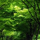 청주가로수길 이미지