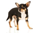 츄츄동물병원 이미지