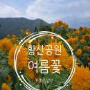 황산공원 서부주차장1번 | [양산시] 황산공원 버베나, 해바라기 꽃이 올해도 피었어요. 2026.07.18