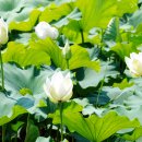 서오지리연꽃마을 이미지