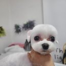 우아한개 이미지