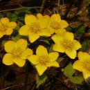 우장산동 이미지