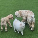 소심유치원 이미지