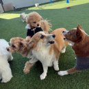 도기야드 | 대구애견호텔/대구칠곡애견유치원 '도기야드' 봄 같은 겨울날! 강아지들에게 행복한 시간과 자유로운...