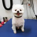 몽몽이 애견미용 이미지