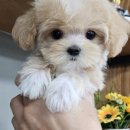 강아지분양 애견입양 아이러브독 인천점 이미지