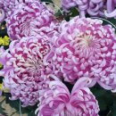 포시즌 유황사우나 이미지