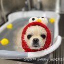 스윗하개 이미지