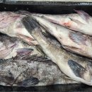 신안우럭 이미지