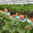 새별초교병설 이미지