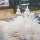 신정애견미용 | 신정동애견미용 예쁘게잘하는 신정애견미용에 맡겼어요~