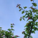 섬강농장 이미지