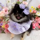 멍구르르 이미지