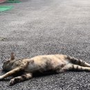 굿데이축산