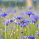 수석지구 한강시민공원[지금-4] | 남양주 한강 공원 삼패지구 한강시민공원 한강 자전거 코스