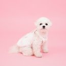 293사진관 이미지