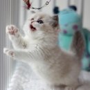 분당-383 이미지