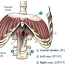 호흡에 따른 척주의 움직임에 대한 고찰 이미지