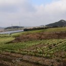 삼일농장 이미지