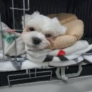 24시배곧스마트동물의료센터 이미지